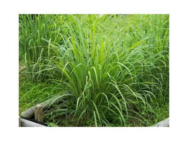 Herbal - Lemongrass