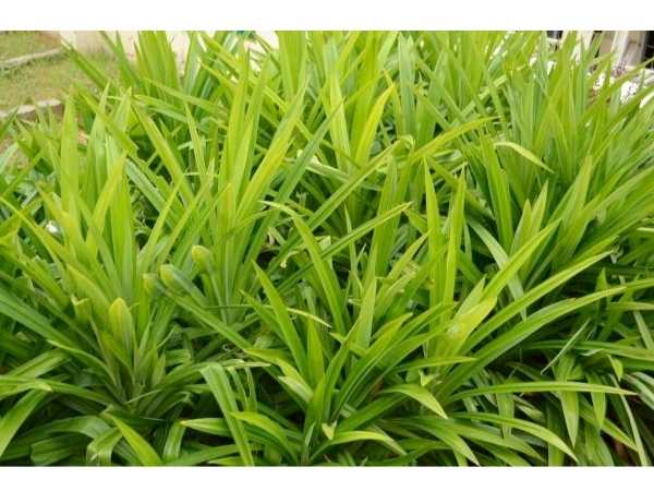 Rambai Leaf / Pandan