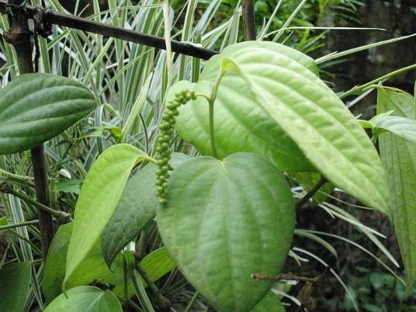 Pepper - Bush