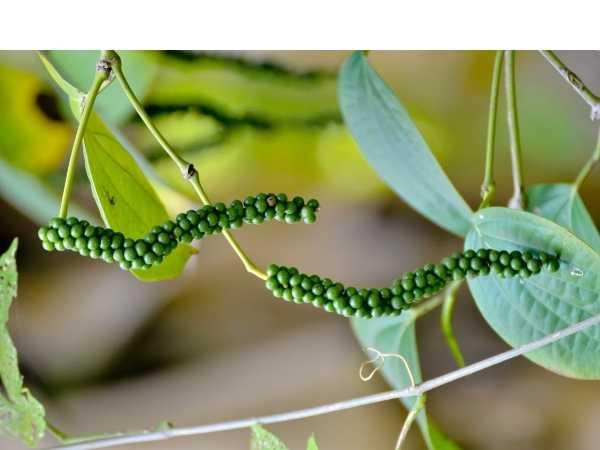 Pepper - Karimunda