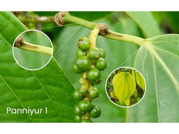 Pepper - Panniyur