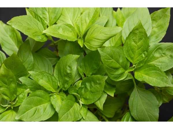 Thiruneetru Pachilai / Sweet Basil
