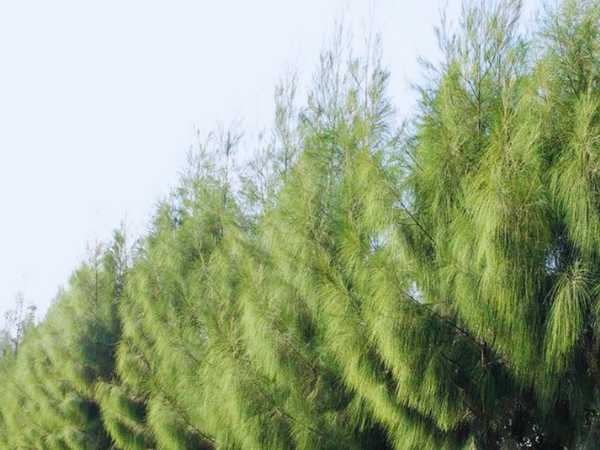 Casuarina